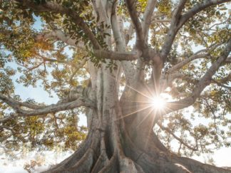 Huge beautiful tree with large roots and sun streaming through