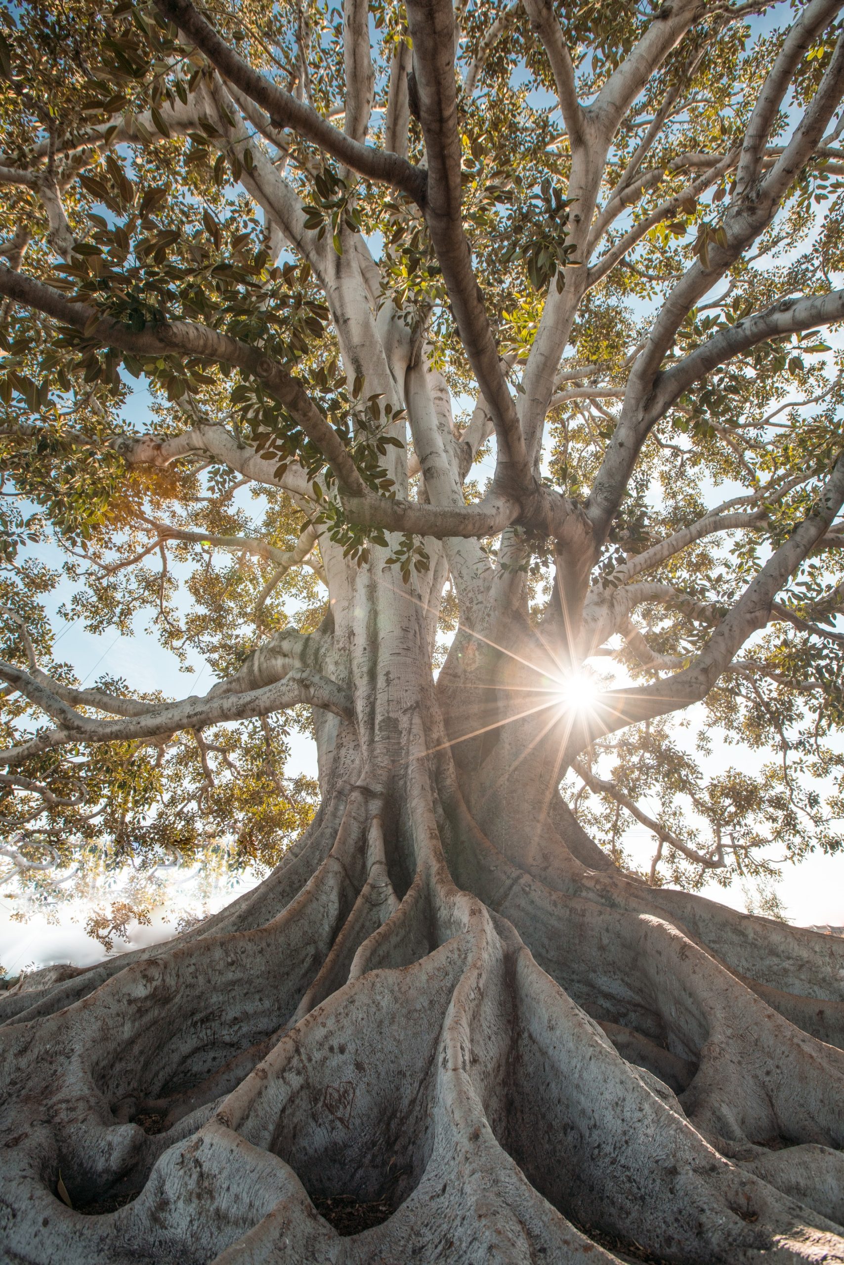 Revival Tree Shows Revival Process